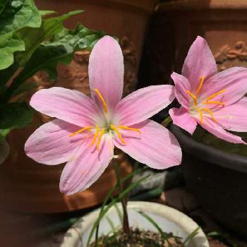 雨降り草の投稿画像一覧 Greensnap グリーンスナップ