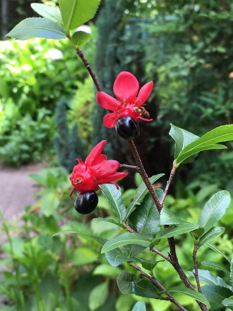 ミッキーマウスの木の投稿画像 By もこにょんさん 不思議な形と散歩道と珍しい植物と花のある暮らしとかわいい 19月6月 14日 Greensnap グリーンスナップ