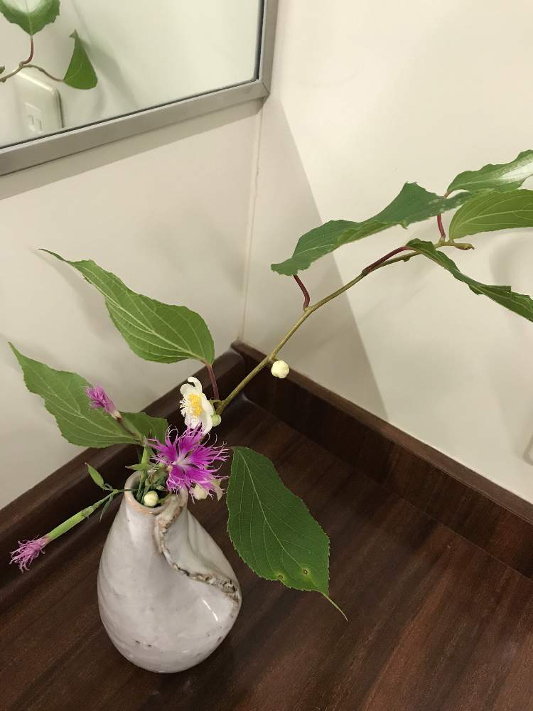 カワラナデシコの投稿画像 By Mahoさん マタタビと職場と花のある暮らしと6月と香りがします 19月6月14日 Greensnap グリーンスナップ