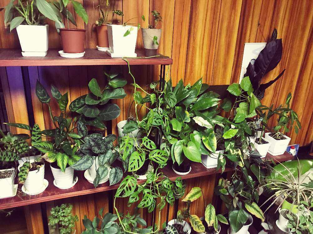 斑入りスパティフィラムの投稿画像 By Refaireさん マドカズラと観葉植物 19月6月14日 Greensnap グリーンスナップ