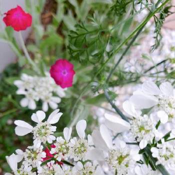 酔仙翁の画像 by とーまス☆さん | 小さな庭と手作りの庭と酔仙翁と宮城と花のある暮らしと白い花とこぼれダネと庭の宿根草とオルレア♡