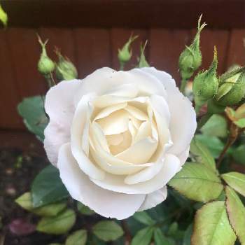 幸せの花の画像 by Melodyさん | デズデモーナ薔薇とばら バラ 薔薇とデビッドオースチンと我が家の庭と幸せの花と花のある暮らしとバラ・ミニバラ
