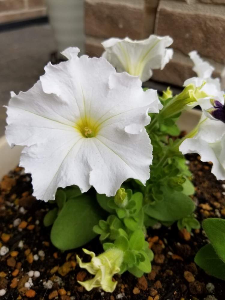 ペチュニア の投稿画像 By ビス王子さん 可愛いとガーデニングと白い花と咲いた 19月6月14日 Greensnap グリーンスナップ