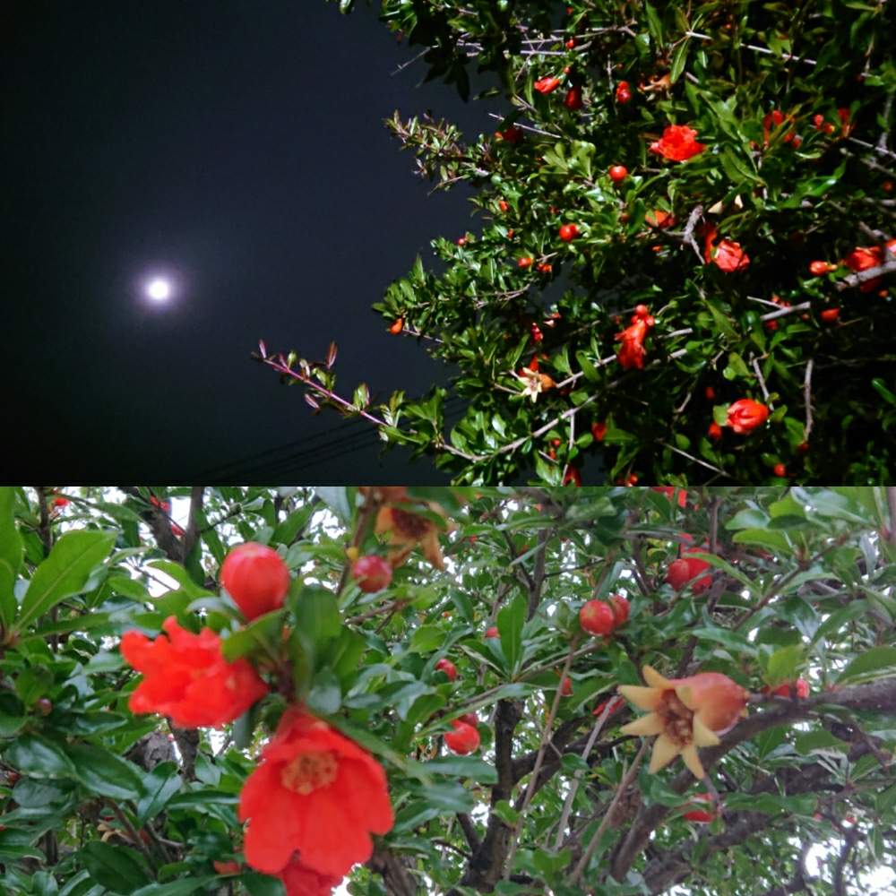 ザクロの投稿画像 By Sumi さん 赤い花ときれいと花のある暮らしと月と木 19月6月14日 Greensnap グリーンスナップ