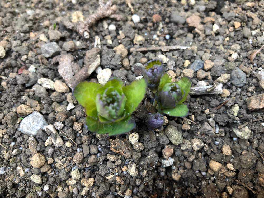 桔梗 🌱9月11日＊完🌱｜🍀GreenSnap（グリーンスナップ）