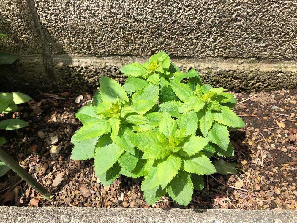 桔梗 🌱9月11日＊完🌱｜🍀GreenSnap（グリーンスナップ）