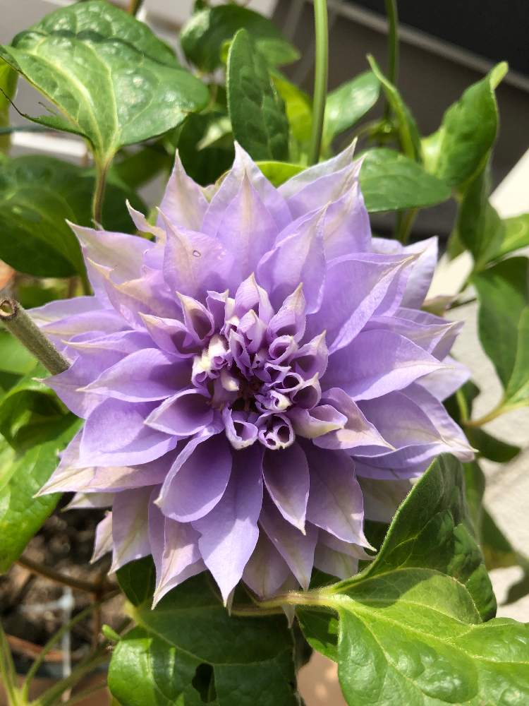 クレマチス ベルオブウォーキング の投稿画像 By あんのんさん ベルオブウォーキングと花のある暮らし 19月6月14日 Greensnap グリーンスナップ