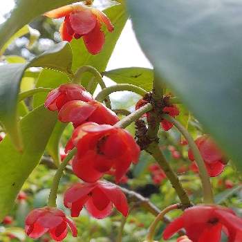 イリシウムの投稿画像一覧 Greensnap グリーンスナップ