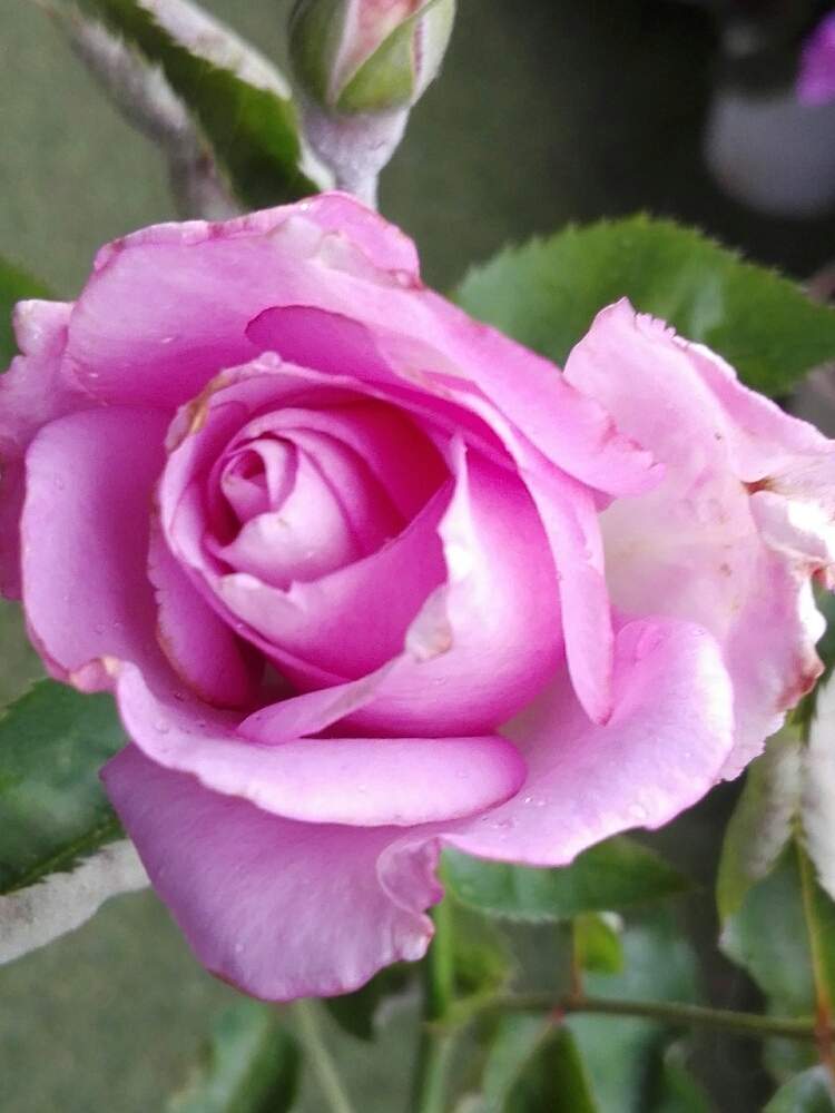 バラの投稿画像 By るるさん 花持ちが良いとピンクバラとばら バラ 薔薇と紫のバラと四季咲きと大好きなお花と香りの良いバラと癒やしの時間と可愛いとバラ が好きと花のある暮らしと青いバラとロザリアン 19月6月15日 Greensnap グリーンスナップ
