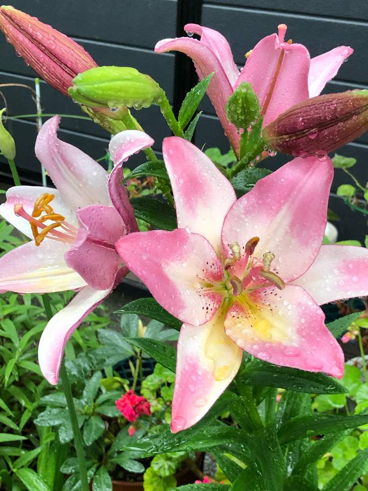 ゼラニウムの投稿画像 By キミさん スカシユリ ロリポップとうれしいな とたくさん と雨の中とピンクがかわいい とお花たくさん と花 のある暮らしとかわいい と色合いが好き とステキなお花と今朝の1枚 19月6月15日 Greensnap グリーンスナップ