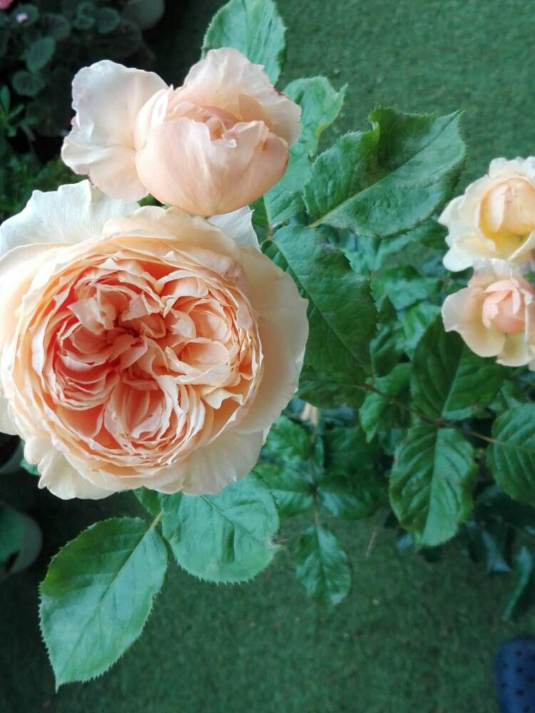 ばら バラ 薔薇の投稿画像 By るるさん 四季咲きと大好きなお花と香りの良いバラと癒やしの時間と可愛いとバラが好きと花のある暮らしとロザリアンと花持ち が良いとスマホ撮影と薔薇に魅せられてと綺麗とガーデニングと薔薇 とバラ ミニバラ 19月6月15日