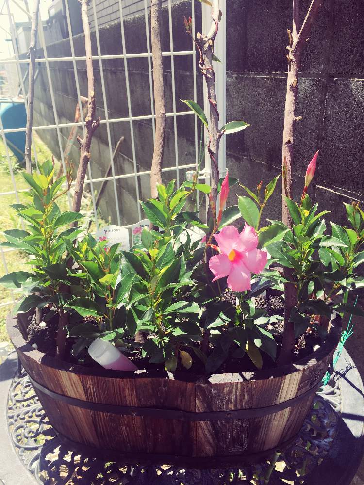 サンパラソル ビューティーの投稿画像 By Nao さん 花のある暮らし 19月6月15日 Greensnap グリーンスナップ