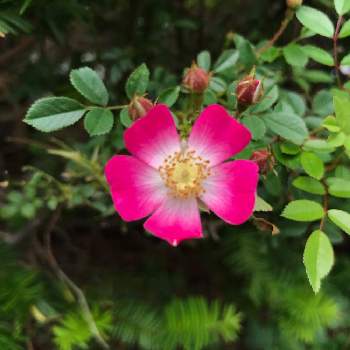 安曇野・バラの画像 by にゃちこさん | 広い庭とつるバラと花のある暮らしと安曇野・バラ