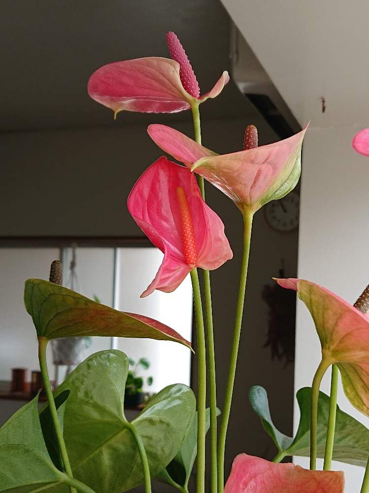 アンスリウムの投稿画像 By Beekoさん アンスリウム スイートドリームと花のある暮らしとインテリアグリーンと風が強いと咲いた 開いた 19月6月15日 Greensnap グリーンスナップ