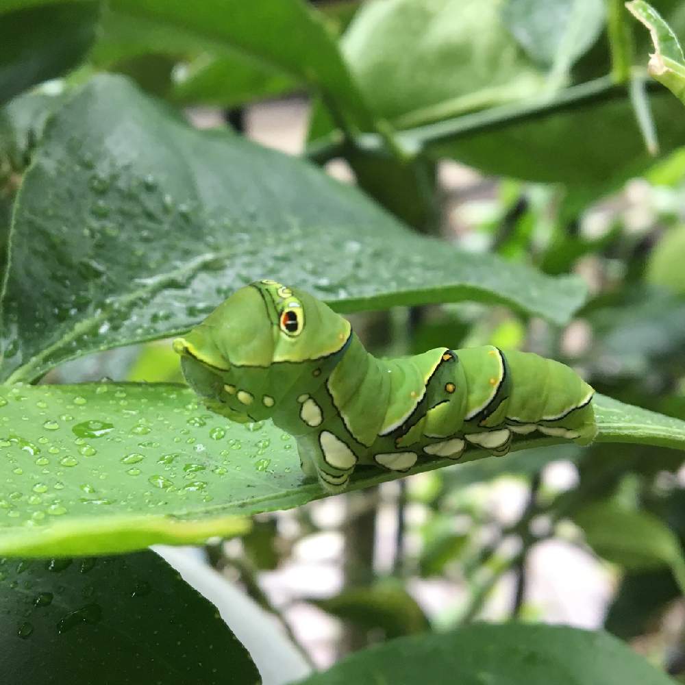 アゲハ蝶の投稿画像 By Natsuasaさん レモンの木とアゲハの幼虫と虫も好き 19月6月15日 Greensnap グリーンスナップ