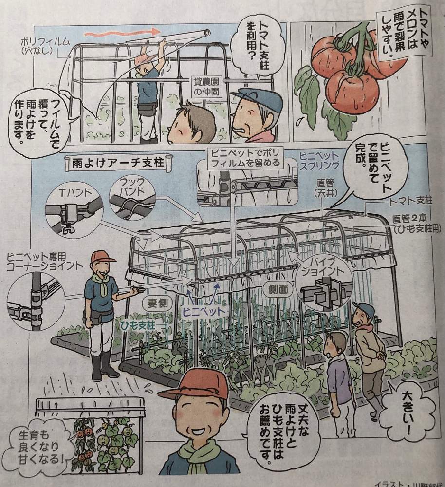 トマトの投稿画像 By Heathさん メロンと日本農業新聞とおまかせ菜園と家庭菜園奮闘日記と雨よけと東京農業大学グリーンアカデミー講師と福田俊 19月6月15日 Greensnap グリーンスナップ