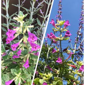 寄せ植え,ハーブの寄せ植え,花のある暮らし,カラミンサグランディフローラ,ハーブのある暮らしの画像