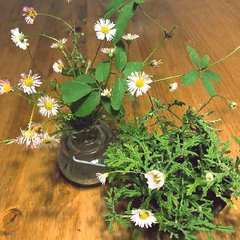 小さい生け花の画像 by ピノコさん | お出かけ先とアケビとゼラニウムとエリゲロン（ペラペラヨメナ）と散策中と雑草好きと小さい生け花と小さい花と白い花と飾るとビン挿し