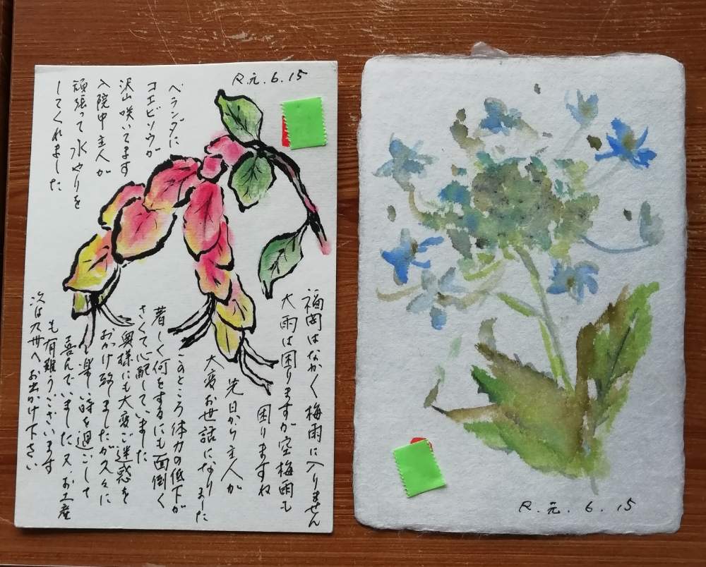 紫陽花の投稿画像 By くまちゃんさん コエビソウと絵手紙と描いてみよう 19月6月15日 Greensnap グリーンスナップ