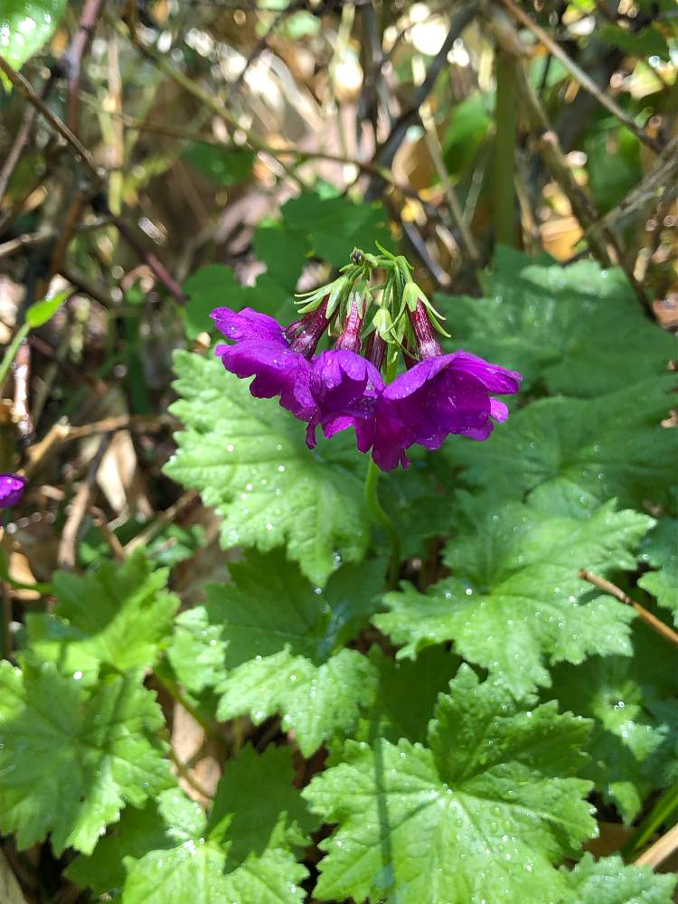 オオサクラソウの投稿画像 By 花水木18さん カッコウソウと山野草と紫の花と初夏と尾瀬 19月6月15日 Greensnap グリーンスナップ