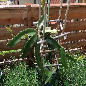 サボテン 三角柱の投稿画像一覧 Greensnap グリーンスナップ