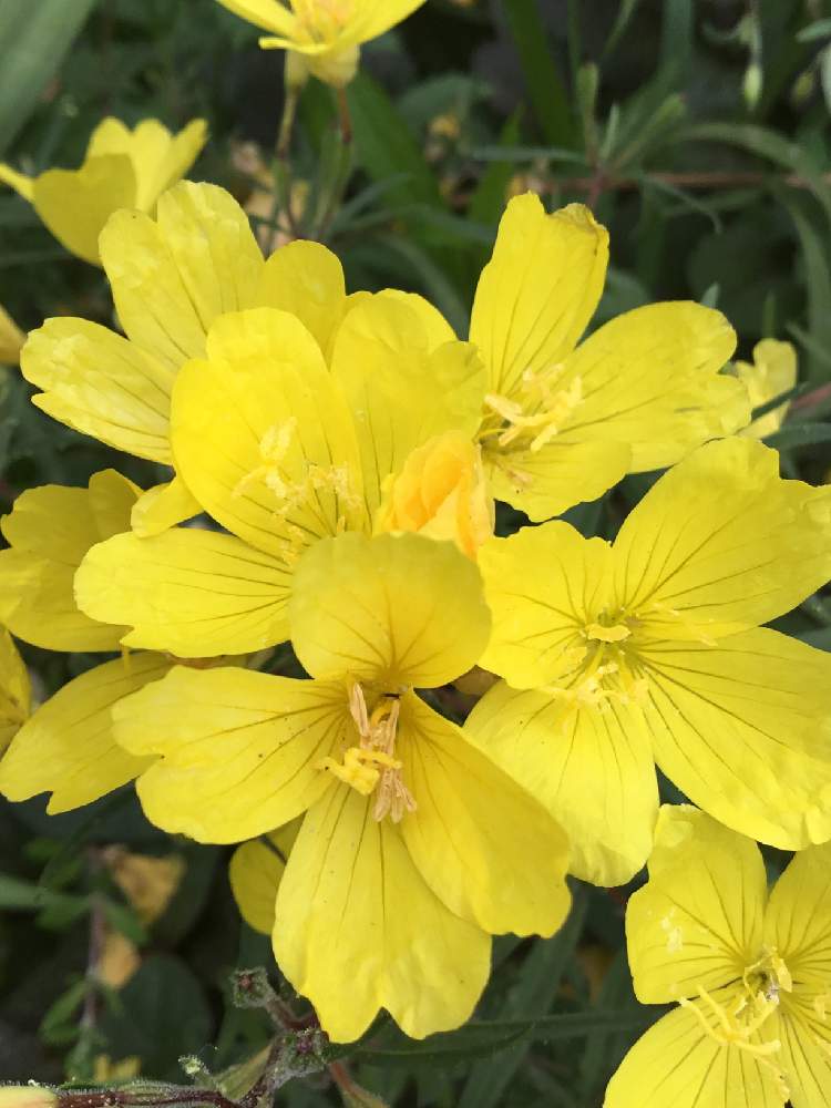 エノテラ レモンドロップの投稿画像 By みどさん 花のある暮らしときいろいお花と耐寒性宿根草と庭の宿根草と黄色いお花とみどりのある暮らし 2019月6月15日 Greensnap グリーンスナップ