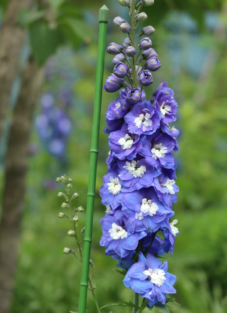 デルフィニウムの投稿画像 By すえちゃんさん カメラ女子と鮮やかな色とキンポウゲ科とブルーの花と青い花マニアとお散歩 19月6月15日 Greensnap グリーンスナップ