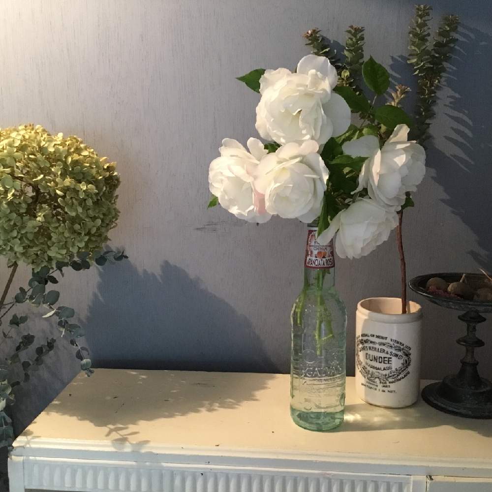切り花を楽しむの投稿画像 By あおいねこさん つるバラと切りバラと花のある暮らしと白い花と薔薇 と北海道とバラ ミニバラとバラを楽しむと切り花 2019月6月15日 Greensnap グリーンスナップ