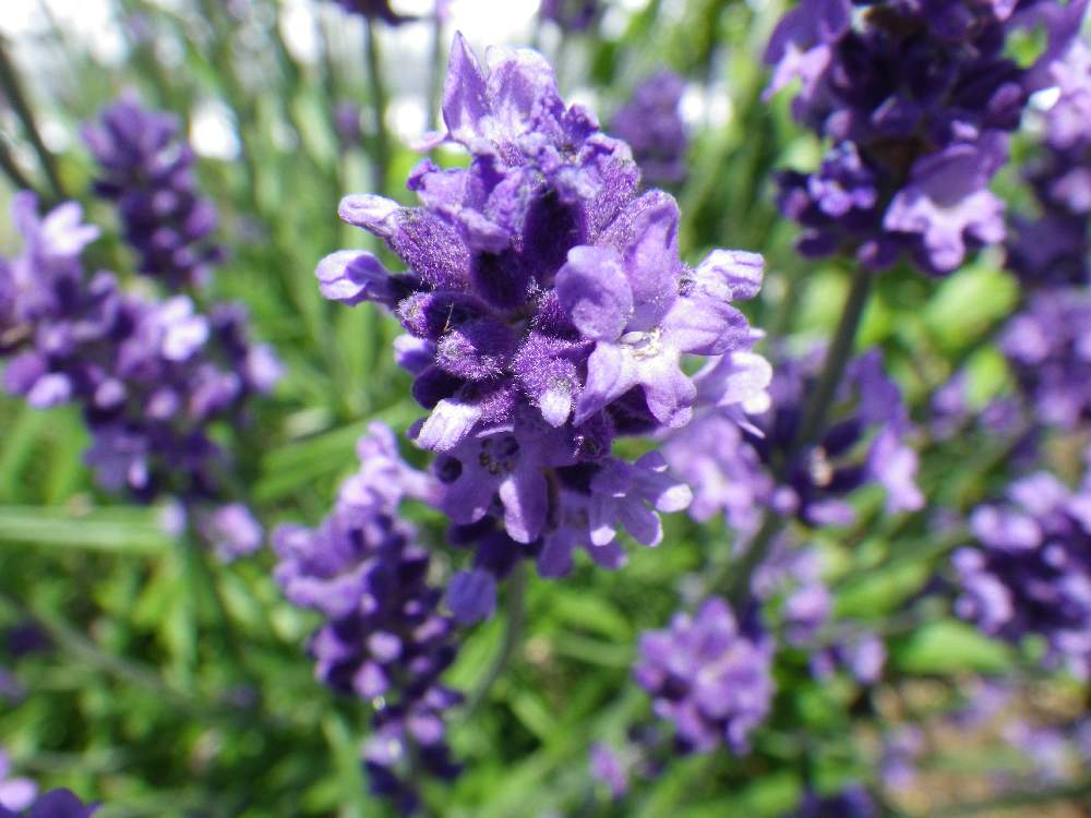 イングリッシュラベンダーの投稿画像 By Takaさん 花のある暮らし 19月6月15日 Greensnap グリーンスナップ