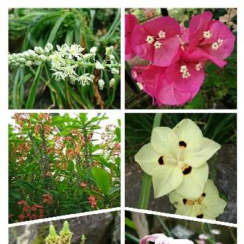 ブーゲンビレアの花の画像 by とともさん | お出かけ先と多肉の花と伊豆シャボテン公園とハナキリン（花麒麟）とブーゲンビレアの花