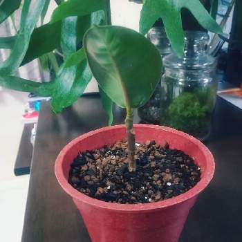 フィカスソフィアの投稿画像一覧 Greensnap グリーンスナップ