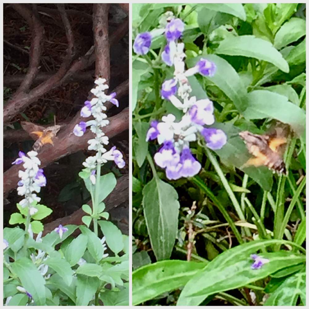 ブルーサルビアの投稿画像 By みどあきさん ホシホウジャクと花のある暮らしと小さな庭と花のある暮らし 19月6月16日 Greensnap グリーンスナップ Greensnap グリーンスナップ