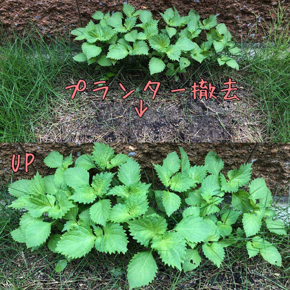 19 しそ栽培 Greensnap グリーンスナップ