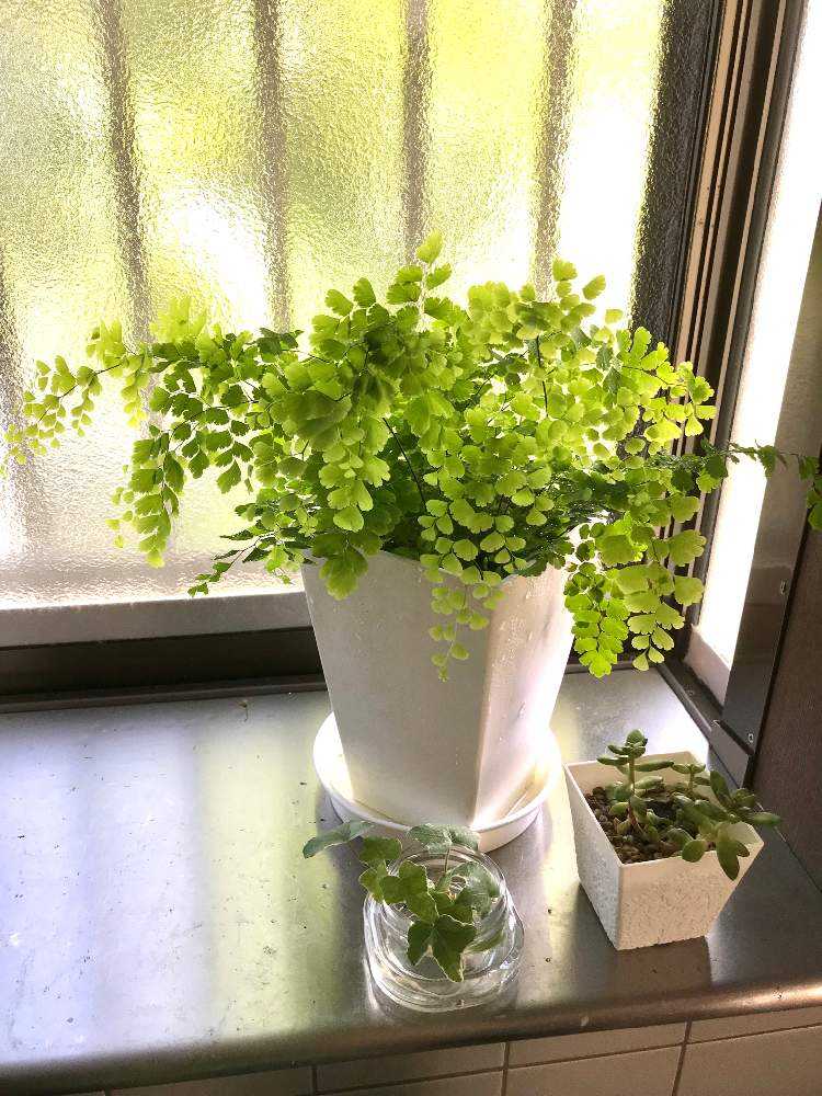 アジアンタム 抜き苗 観葉植物 Www Mikel Bz