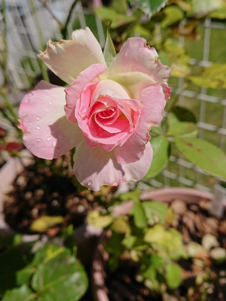 心に強く訴えるマチルダ 花 すべての美しい花の画像