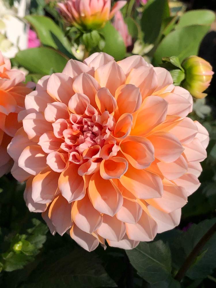 ダリアの投稿画像 by みどりさん｜ダリア ポートライトペアビューティと花のある暮らしと植中毒とピカピカとキラッキラ (2019月6月16日)｜🍀GreenSnap（グリーンスナップ）