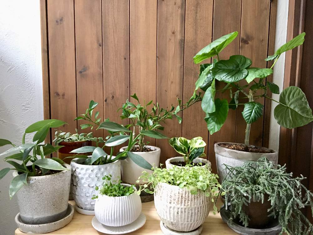 フィロデンドロン シルバーメタルの投稿画像 By Azumiさん リプサリス フロストシュガーとペペロミア真亜子とシェフレラ トライアンギュラリスとウンベラータとペペロミア ジェミニとペペロミアグリーンゴールドとディスキディア シュガーエメラルディと新しい仲間と