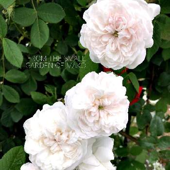 マダムアルディの画像 by makoさん | 小さな庭とバラ・シュラブローズと薔薇に魅せられてとつるバラと薔薇のある暮らし♡と今日の一枚とバラ・オールドローズとマダムアルディとガーデニングと花のある暮らしと薔薇♪とバラを楽しむ