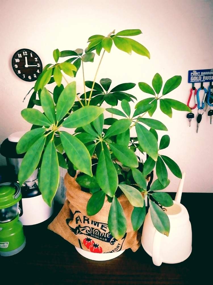 カポックの投稿画像 By メイベルさん 19月6月16日 Greensnap グリーンスナップ