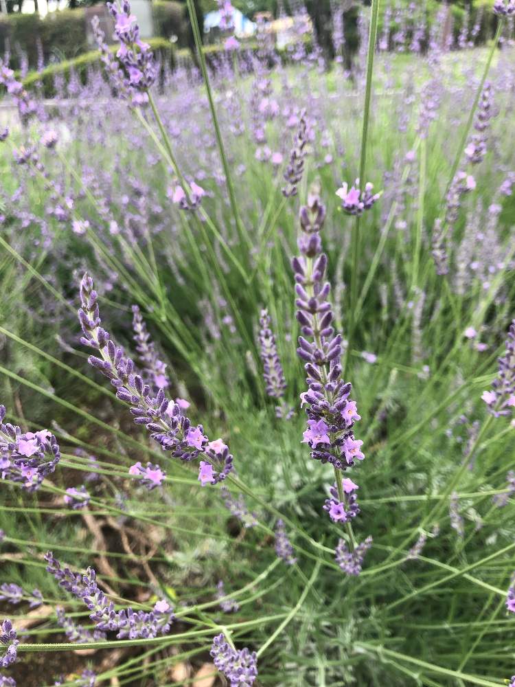 ラベンダーの投稿画像 By そらさん 花盛りとムラサキの花と荒子川公園 19月6月16日 Greensnap グリーンスナップ