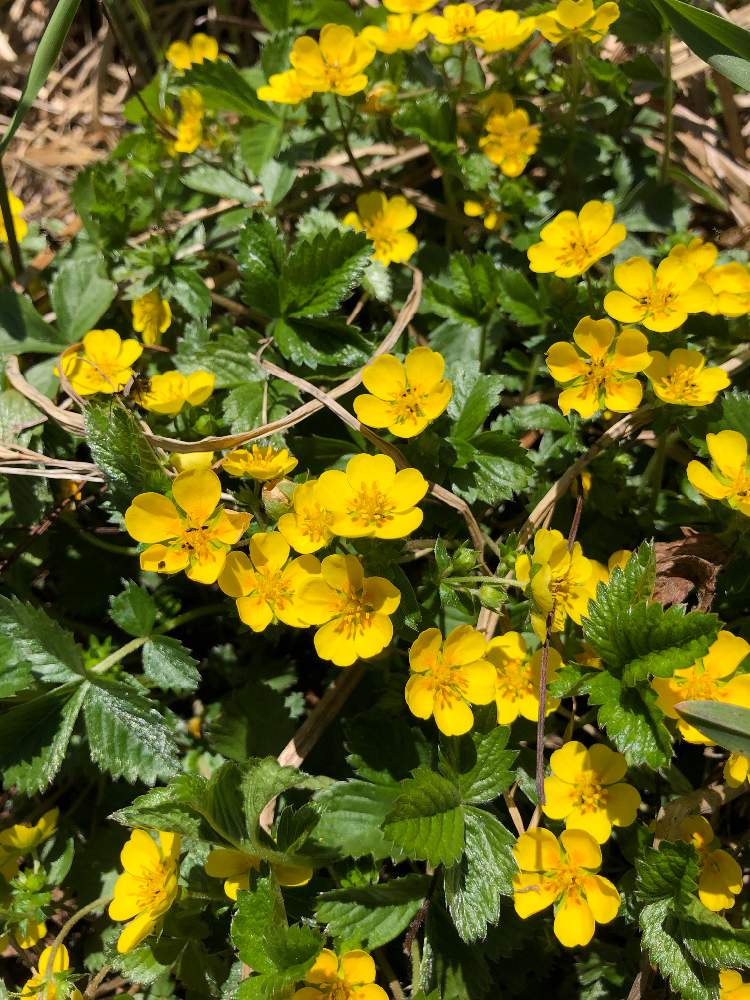 山野草の投稿画像 By 花水木18さん 黄色の花と初夏と谷川岳とエチゴキジムシロとお出かけ先と山野草と黄色の花と初夏と谷川岳 19月6月16日 Greensnap グリーンスナップ Greensnap グリーンスナップ