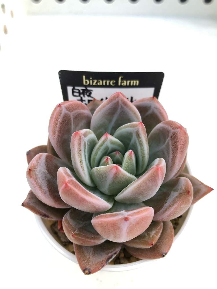 白夜 ホワイトナイトの投稿画像 By ルルさん ウォーターマークと多肉中毒と多肉植物とカッコいいと多肉大好きとお気に入りと紅葉する多肉とピンク ピンクとビザールファームときれいと可愛い多肉ちゃん と形もスキと多肉女子といい色 と素敵 19月6月16日