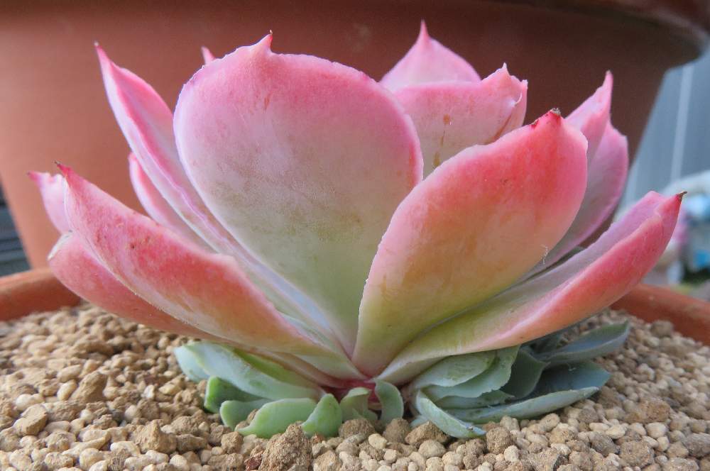 ピンキーの投稿画像 By らきびぃさん 多肉植物と群生と 紅葉と消えた成長点と植え替えとエケベリア属と子株とエケベリア属ピンキー 19月6月16日 Greensnap グリーンスナップ