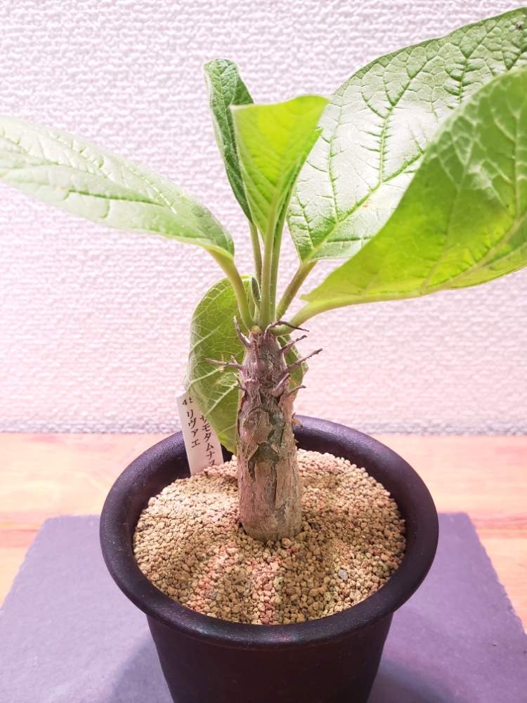 セサモタモナス 植物 | altebrucke.com