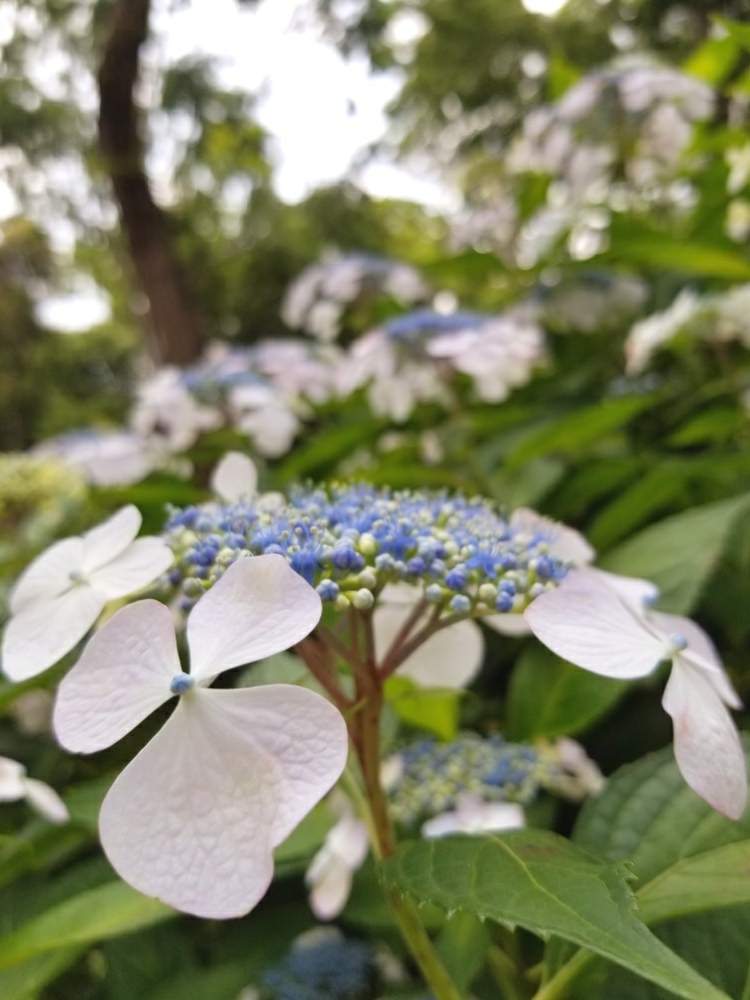 紫陽花 アジサイ あじさいの投稿画像 By だいごさん 万博記念公園と吹田市と あじさい19 フォトコンテスト 19月6月16日 Greensnap グリーンスナップ