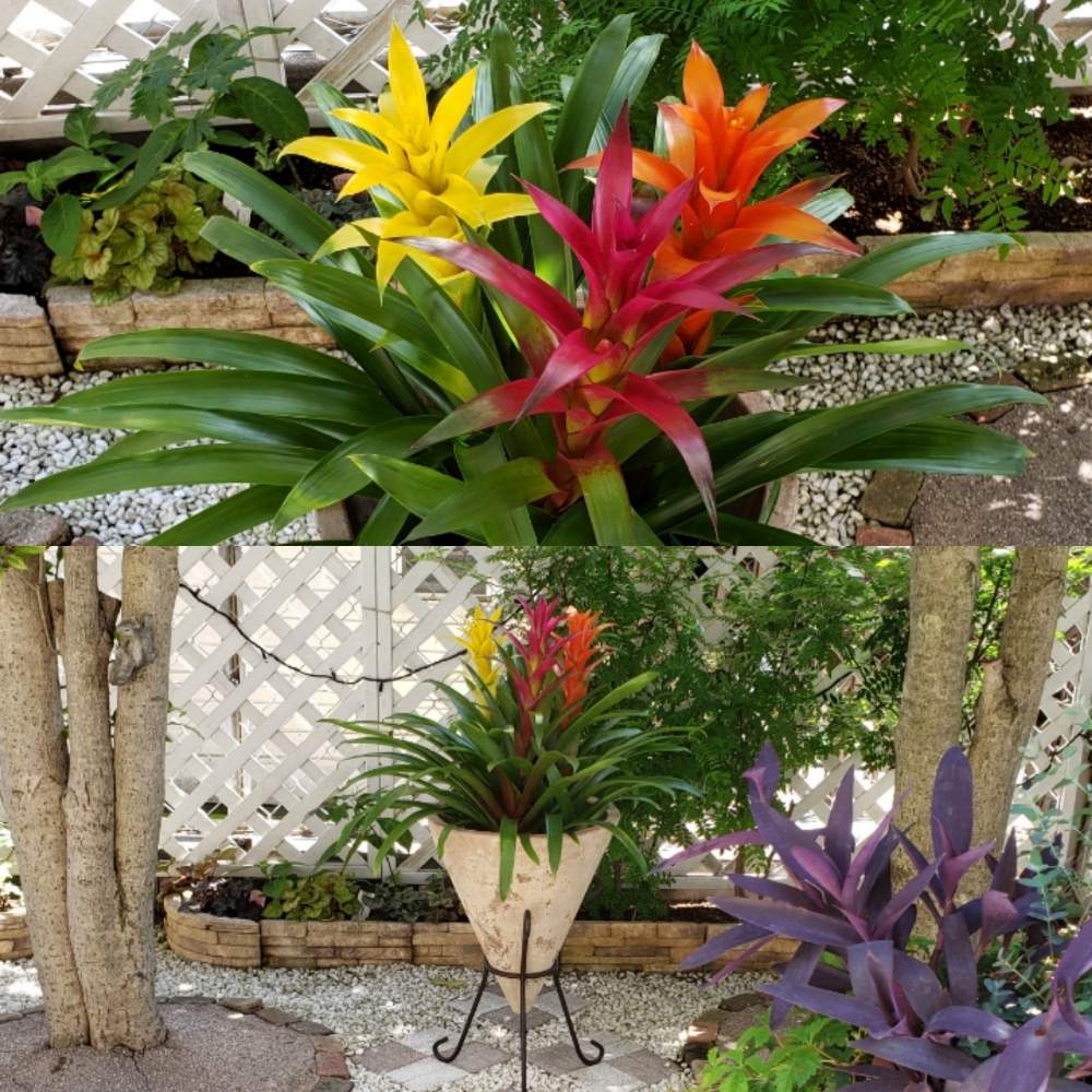 グズマニアの投稿画像 By まるともさん 広い庭と観葉植物と寄せ植えと週末ガーデナーとgreensnapmarcheと雑草対策とgreen Up と 観葉植物と寄せ植えと週末ガーデナーとgreensnapmarcheと雑草対策とgreen Up 19月6月16日 Greensnap グリーンスナップ