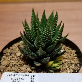 鼓笛の投稿画像一覧 Greensnap グリーンスナップ