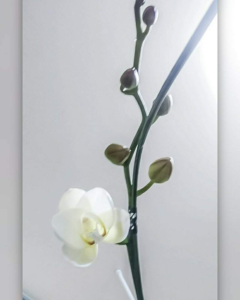 胡蝶蘭クリスタルスターの投稿画像 By Otoさん 花のある暮らしと 窓辺に飾られた植物 フォトコンテストと令和最初の植物と魅惑の花鉢 19月6月 16日 Greensnap グリーンスナップ