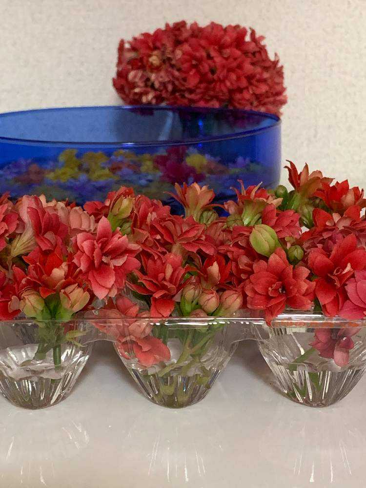 育てたお花で遊んでいます Greensnap グリーンスナップ