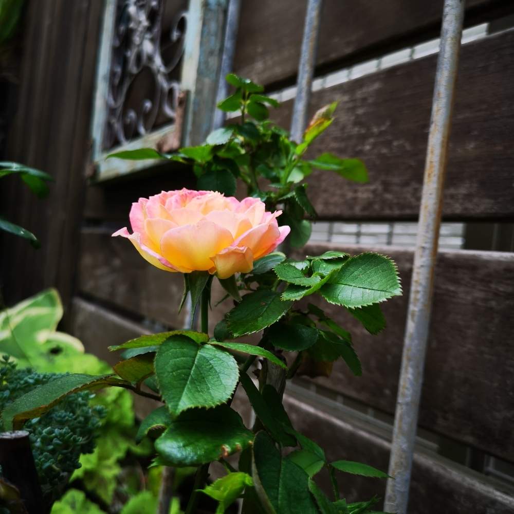 花山吹の投稿画像 By 旭日と夕日さん ばら バラ 薔薇と薔薇 に魅せられてとシェードガーデンと庭作りとナチュラルガーデンと緑のある暮らしと多年草と成長記録とガーデニングと花のある暮らしと日陰の庭とバラの地植えと薔薇 とバラ ミニバラとばらフェスタ19 19月